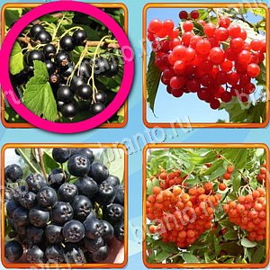 игра Что лишнее помощь Одноклассники уровень 188