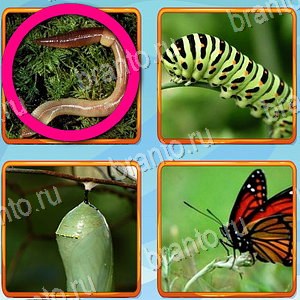 ответы на игру Что лишнее уровень 200