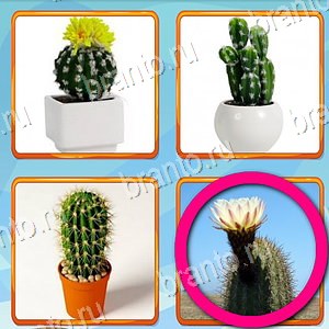 ответы на игру Что лишнее уровень 206