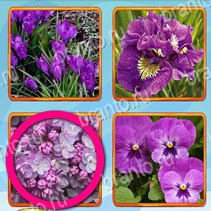 ответы на игру Что лишнее уровень 207