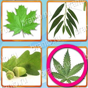 игра Что лишнее відповіді в контакте уровень 221