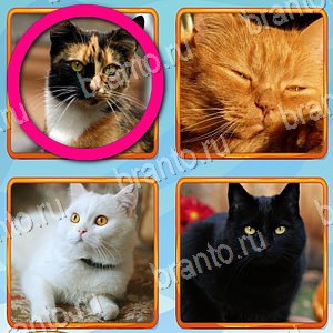 решения на игру Что лишнее Одноклассники уровень 274