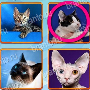 Что лишнее ответ на уровень 282