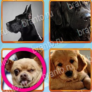 Что лишнее игра ответы Одноклассники уровень 283