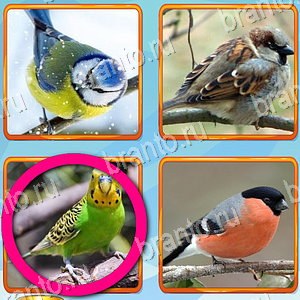 приложение Что лишнее ответы на все задания уровень 289