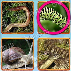 ответы на игру Что лишнее уровень 294