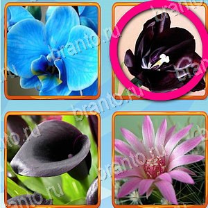 Что лишнее игра решения уровень 316