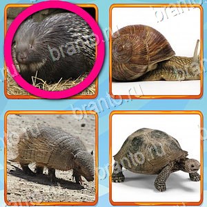 ответы на игру Что лишнее уровень 328