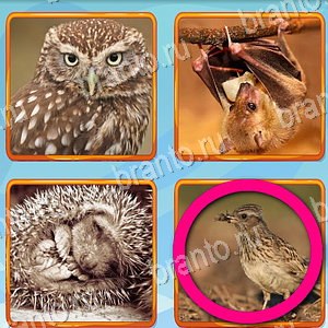 скриншоты с ответами Что лишнее уровень 344