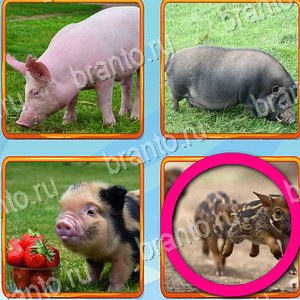 ответы на игру Что лишнее уровень 361