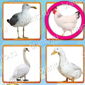 ответы на игру Что лишнее уровень 477