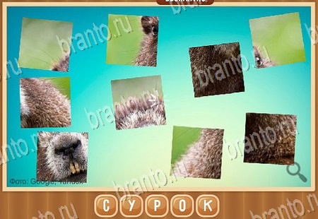 ответы на игру Что на картинке в одноклассниках Уровень 61