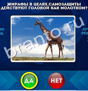 Да или Нет игра ответы Уровень 163