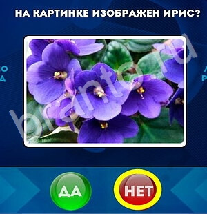 Игра Да или Нет подсказки Уровень 1708