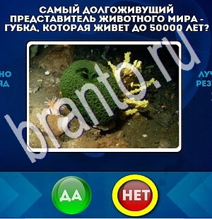 игра Да или Нет ответ на Уровень 1900