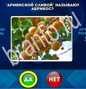 Да или Нет решения Уровень 1902