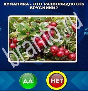 Игра Да или Нет подсказки Уровень 1918