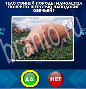 Да или Нет решения Уровень 2002