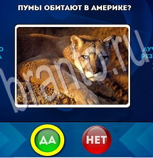 Игра Да или Нет подсказки Уровень 2038