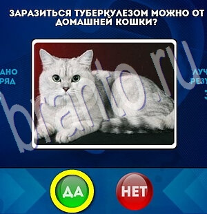 Решения на игру Да или Нет Уровень 2073