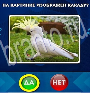 Да или Нет решения Уровень 2082