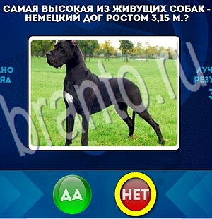 игра Да или Нет помощь Уровень 2089