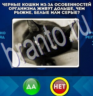 решебник на игру Да или Нет Уровень 2111