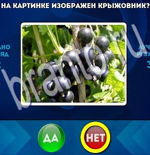 Да или Нет игра помощь Уровень 2185