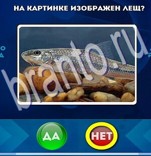 Да или Нет ответы в картинках Уровень 2246
