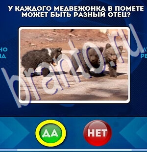 Игра Да или Нет подсказки Уровень 2248