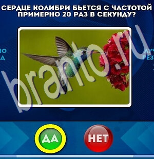 Игра Да или Нет подсказки Уровень 2268