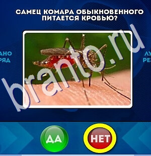 Да или Нет игра помощь Уровень 2425