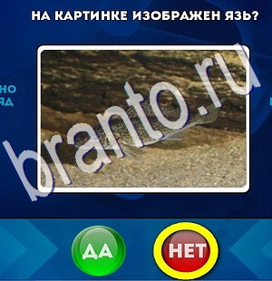 ответы на игру Да или Нет в одноклассниках Уровень 2431