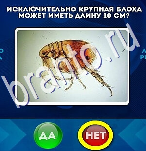 Игра Да или Нет ответы Уровень 2447