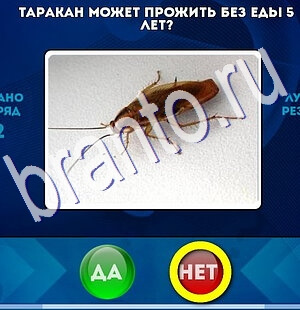 игра Да или Нет помощь Уровень 2459