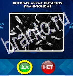 Да или Нет игра помощь Уровень 2475
