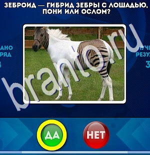 Да или Нет игра подсказки Уровень 2514