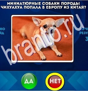 игра Да или Нет ответ на Уровень 2540