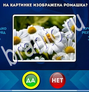 Да или Нет игра подсказки Уровень 2594
