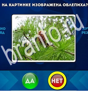 Подсказки на игру Да или Нет Уровень 2612