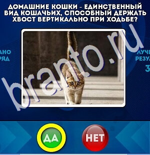 Да или Нет игра ответы в одноклассниках Уровень 2677