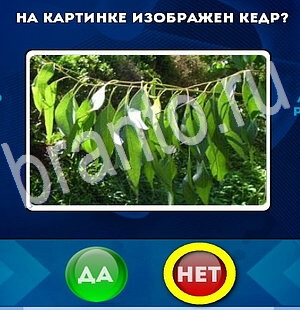 игра Да или Нет помощь Уровень 2789