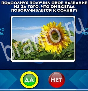игра Да или Нет ответ на Уровень 2830