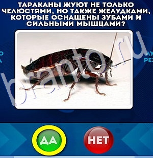 Да или Нет игра ответы в одноклассниках Уровень 2917