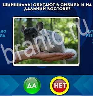 Да или Нет игра ответы Уровень 2933