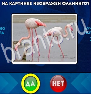 Игра Да или Нет ответы Уровень 2937