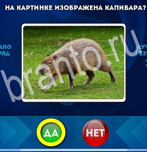 ответы к игре Да или Нет Уровень 2945