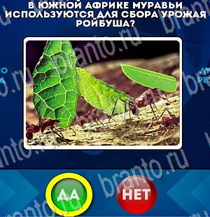 Да или Нет игра ответы в одноклассниках Уровень 3007