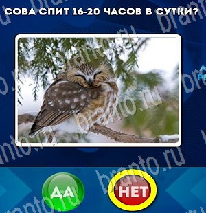 игра Да или Нет помощь Уровень 3029