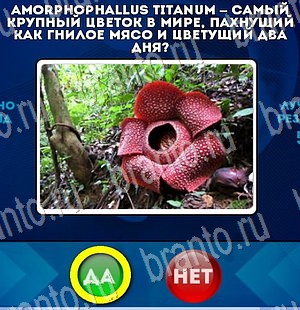 Да или Нет игра подсказки Уровень 3054